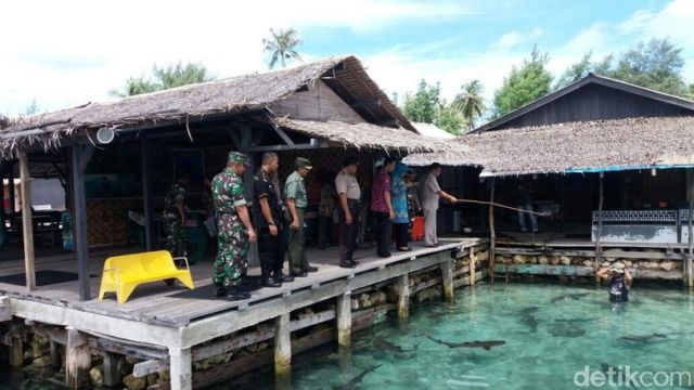 Misteri 110 Ikan Hiu Mati Mendadak di Penangkaran Karimunjawa. WWF: Hiu Tak Seharusnya Ditangkar