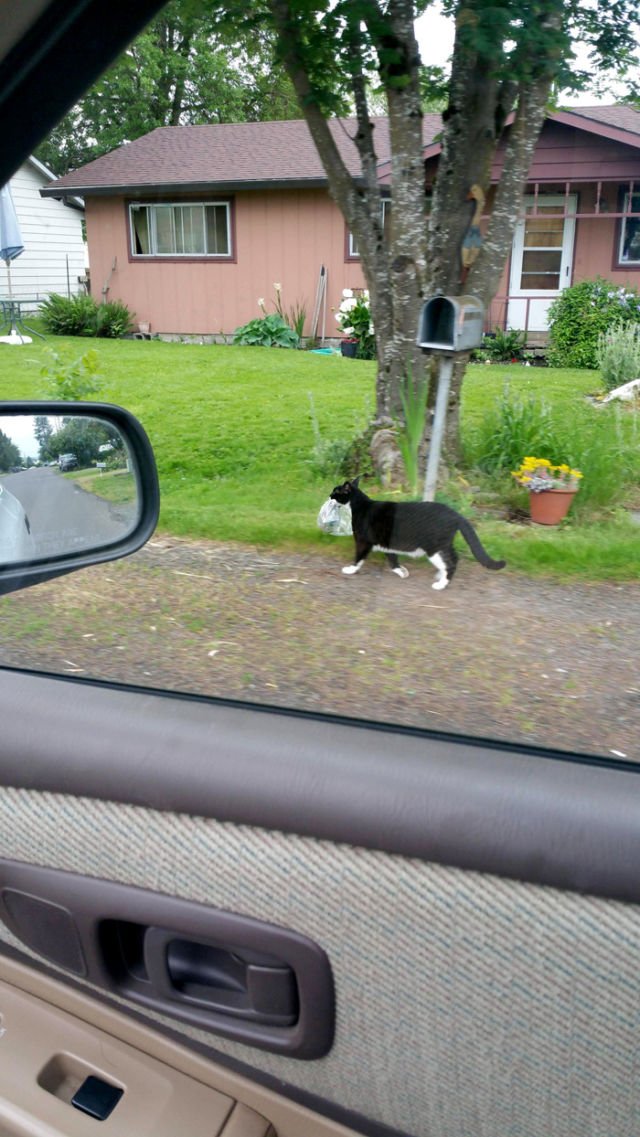 15 Momen Kocak Saat Kucing Terciduk Sedang Mencuri. Nggak Bisa Marah Saking Lucunya, kan?