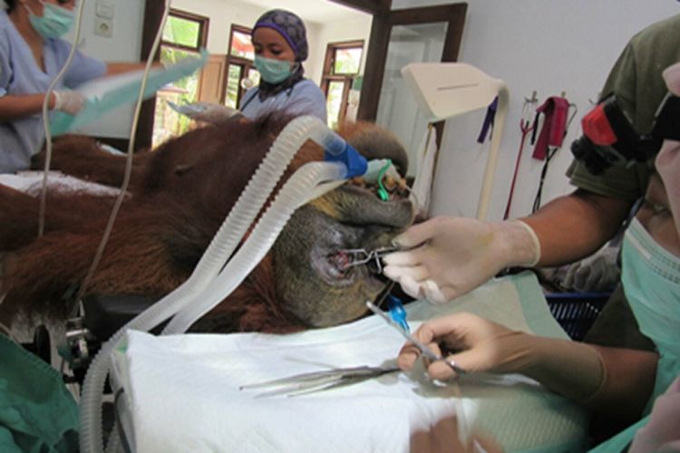 Kisah Pilu Orangutan di Aceh: Kehilangan Bayinya dan Diberondong 74 Peluru. Kondisinya Sampai Kritis