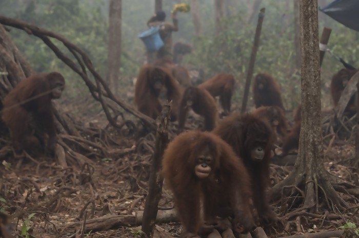 Kisah Pilu Orangutan di Aceh: Kehilangan Bayinya dan Diberondong 74 Peluru. Kondisinya Sampai Kritis