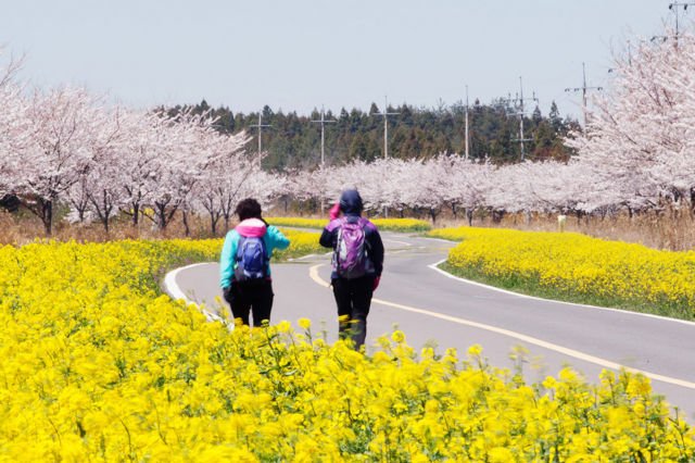 Panduan Liburan Anti Mahal ke Pulau Jeju, Korea Selatan. Nggak Butuh Visa Lho ke Sana!