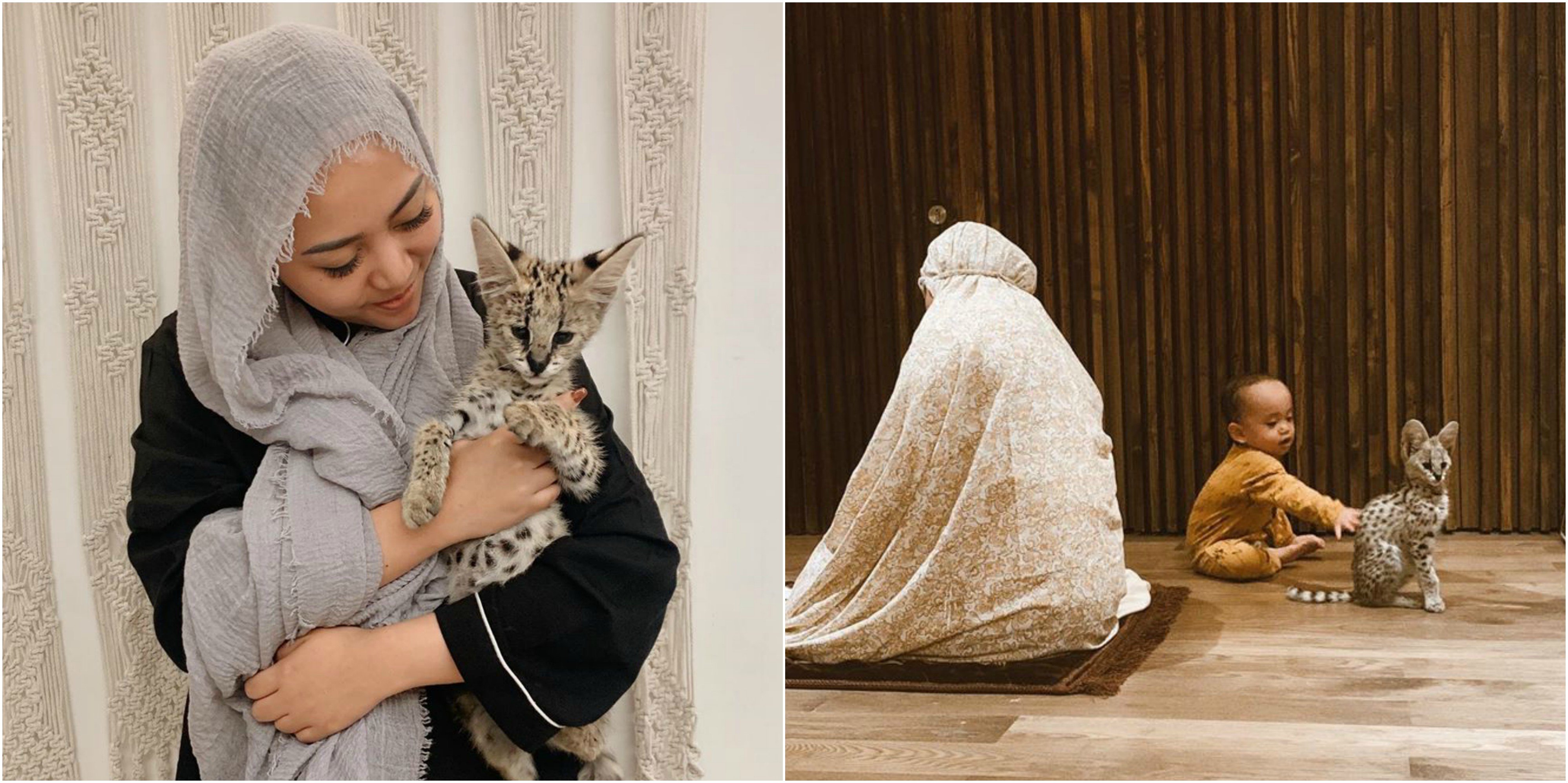 Mengenal Kucing Serval Milik Rachel Vennya, Kucing Mahal Afrika yang Harganya sampai Ratusan Juta