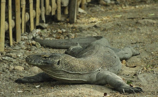 Sindikat Ilegal Perdagangan Komodo Terkuak. Hewan Langka Asal Indonesia Ini Dijual Ratusan Juta!