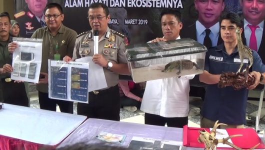 Sindikat Ilegal Perdagangan Komodo Terkuak. Hewan Langka Asal Indonesia Ini Dijual Ratusan Juta!