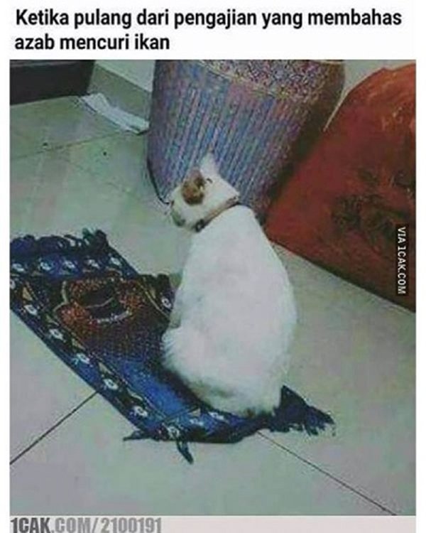 15 Momen Kocak Saat Kucing Terciduk Sedang Mencuri. Nggak Bisa Marah Saking Lucunya, kan?