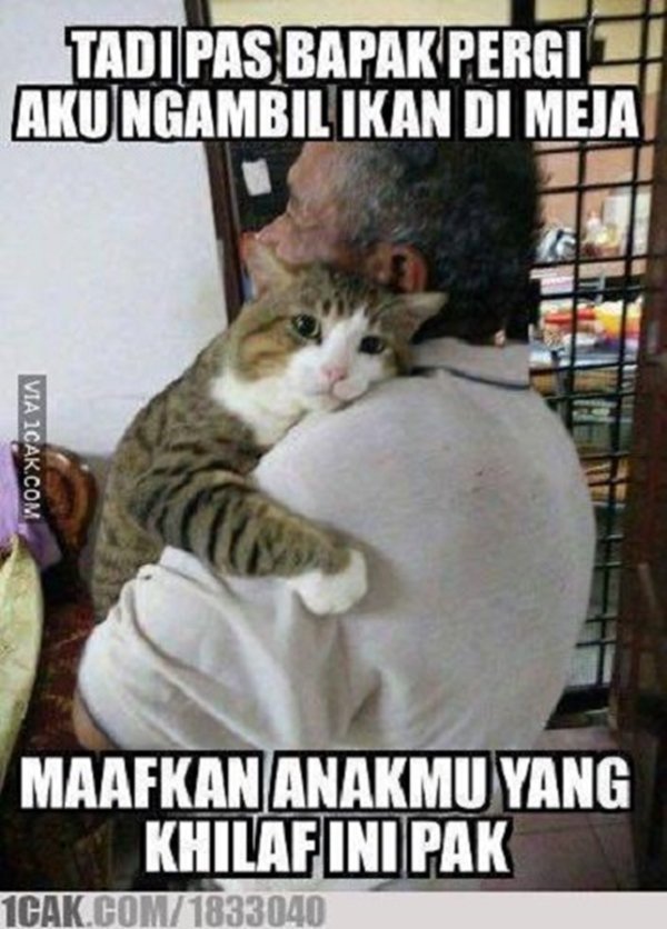 15 Momen Kocak Saat Kucing Terciduk Sedang Mencuri. Nggak Bisa Marah Saking Lucunya, kan?