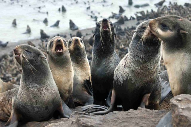 Video Anjing Laut Coba Perkosa Penguin Ini Sungguh Mengerikan. Tapi Ternyata Sering Terjadi Lo