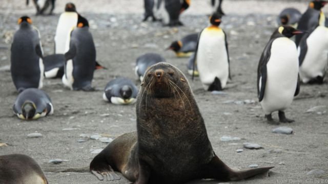 Video Anjing Laut Coba Perkosa Penguin Ini Sungguh Mengerikan. Tapi Ternyata Sering Terjadi Lo