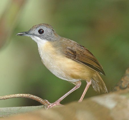 Jenis-jenis Burung yang Banyak Memberikan Pelajaran Baik untuk Kita