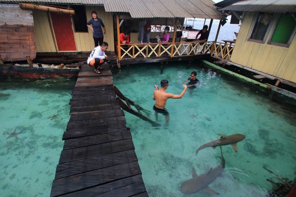 Misteri 110 Ikan Hiu Mati Mendadak di Penangkaran Karimunjawa. WWF: Hiu Tak Seharusnya Ditangkar