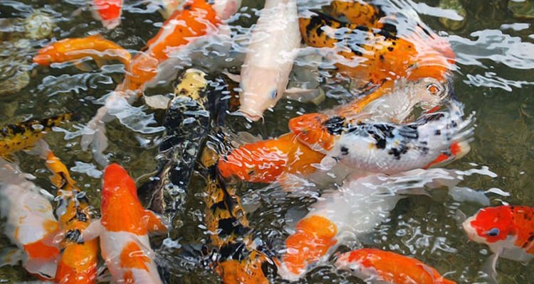 Suka Makan Ikan? Baca Dulu 7 Jenis Ikan yang Sebaiknya Dibatasi Konsumsinya