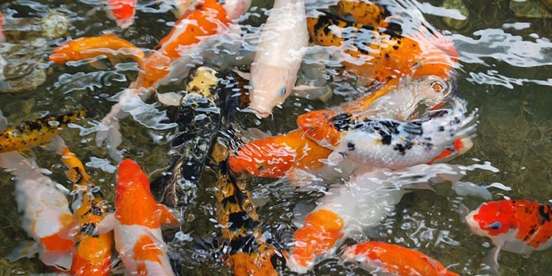 Suka Makan Ikan? Baca Dulu 7 Jenis Ikan yang Sebaiknya Dibatasi Konsumsinya