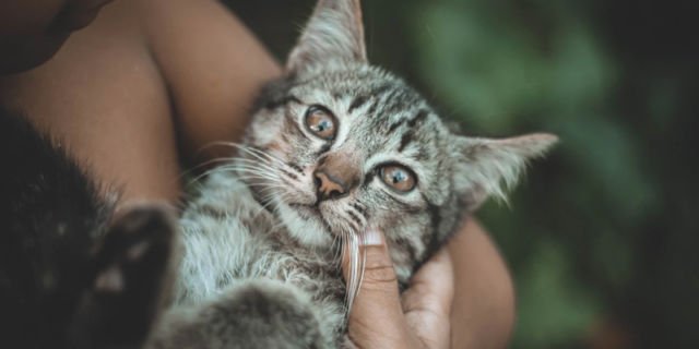 Tubuh kucing lebih bersih dari manusia