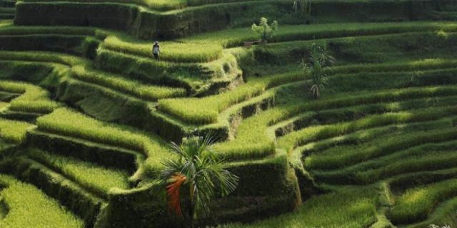 Sawah Terasering Tegalalang Ubud by Kompas