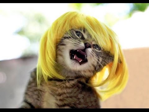 14 Model Rambut Kucing ini Pasti Bikin Kamu Mendadak Pengen Buka Salon. Gaya Banget nih~