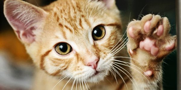 8 Ragam Perasaan Orang yang Takut sama Kucing. Di Saat Kalian Gemes dan Memujanya, Kami Gemetaran!!1