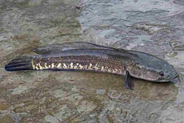 Ikan Gabus