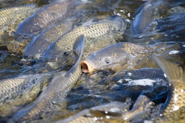 Ikan Mas