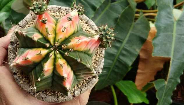 Suka Sama Kaktus? 5 Jenis Kaktus Cantik Ini Masih Jarang Banget Dikenal Orang