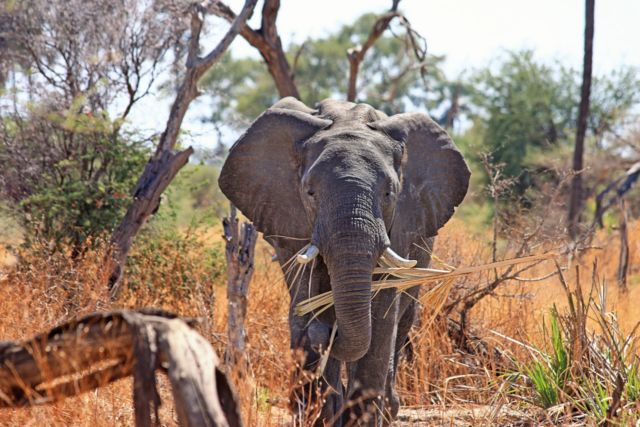 african elephant 