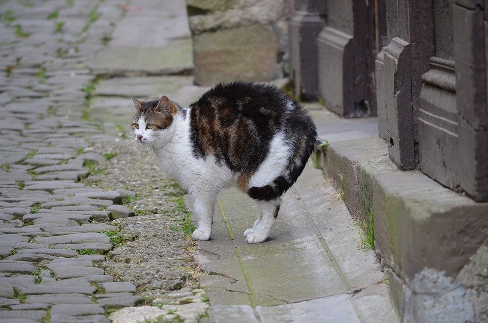 8 Ragam Perasaan Orang yang Takut sama Kucing. Di Saat Kalian Gemes dan Memujanya, Kami Gemetaran!!1