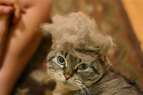 14 Model Rambut Kucing ini Pasti Bikin Kamu Mendadak Pengen Buka Salon. Gaya Banget nih~