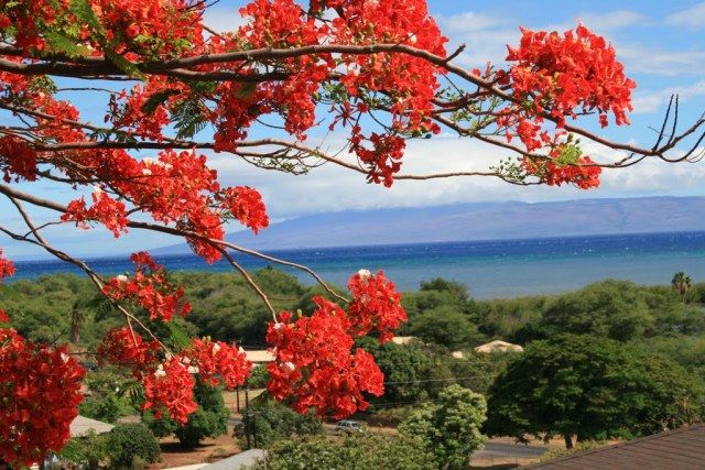 Kota Larantuka, Destinasi Wisata Religi di Ujung Timur Flores. Sempatkanlah Liburan ke Sana!