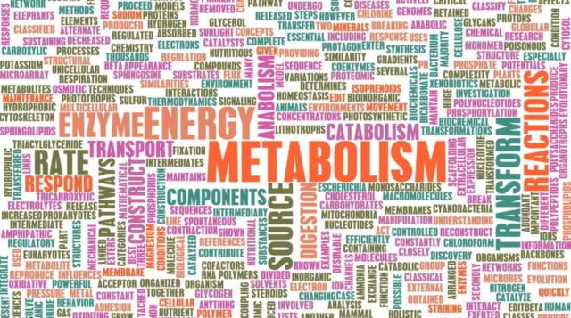 Meningkatkan Metabolisme