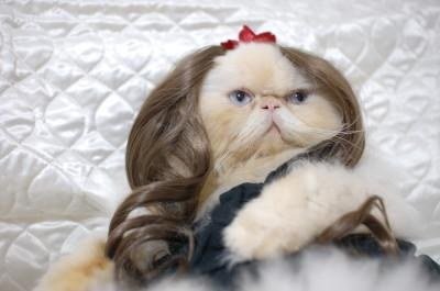 14 Model Rambut Kucing ini Pasti Bikin Kamu Mendadak Pengen Buka Salon. Gaya Banget nih~