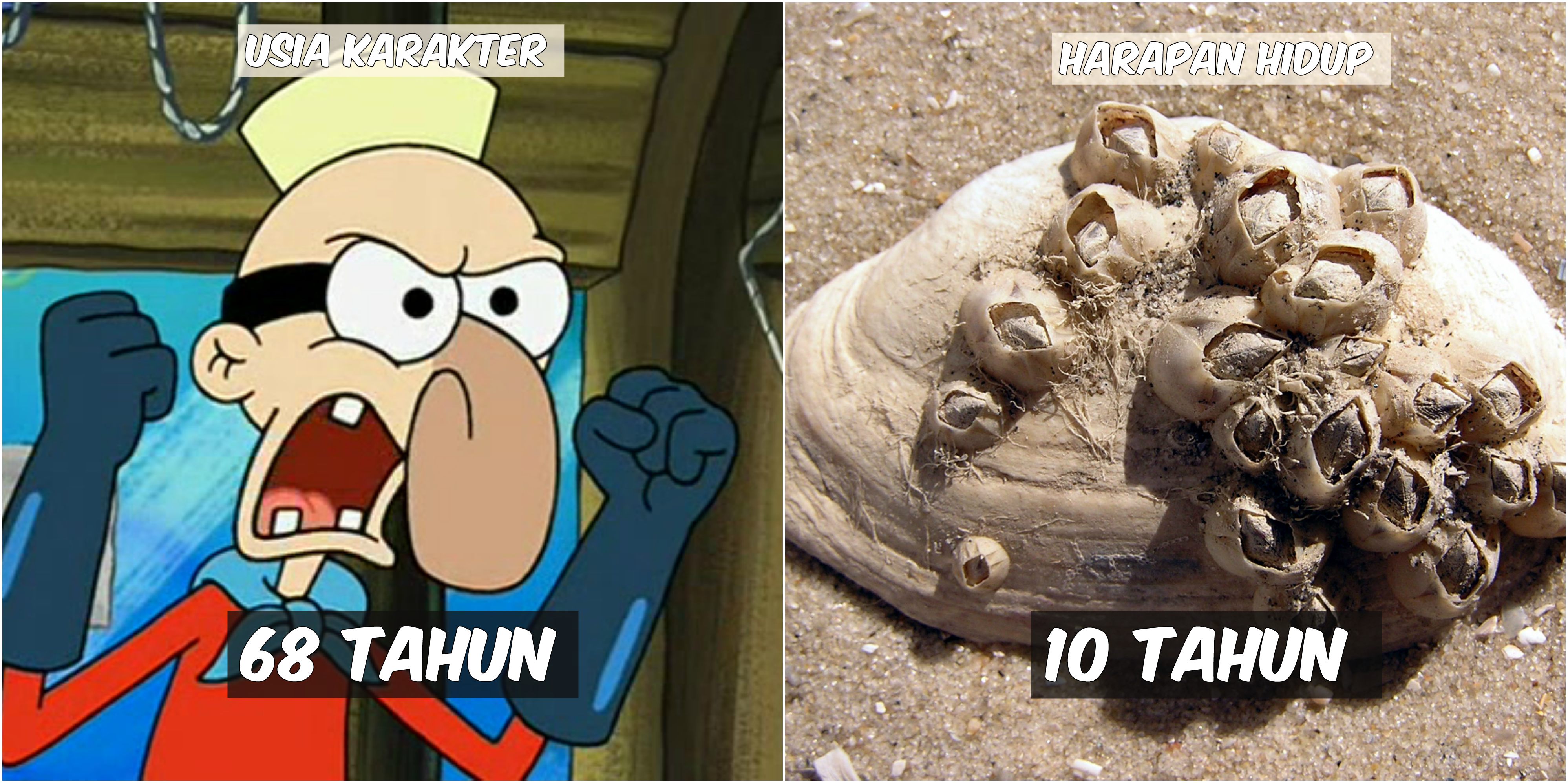 Usia 9 Karakter Spongebob VS Harapan Hidup Hewan di Lautan. Patrick Star Tinggal Setahun Lagi :((