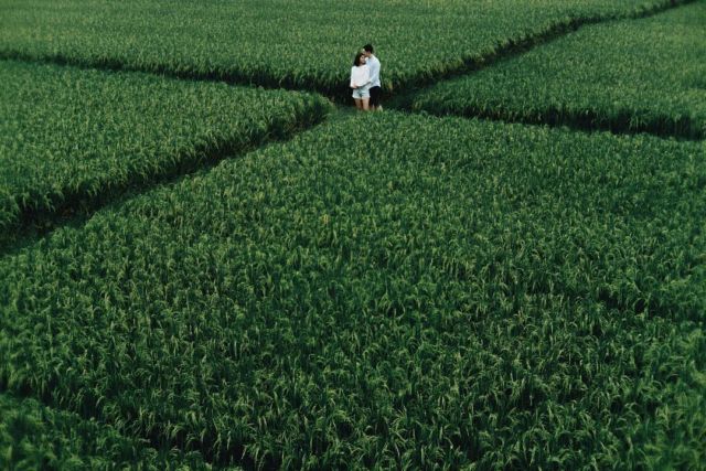 prewedding sawah