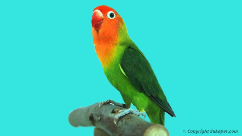 Begini Cara Beternak Burung Lovebird Supaya Cepat Bertelur