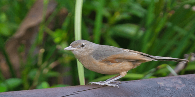 Burung Little Shrike Thrush