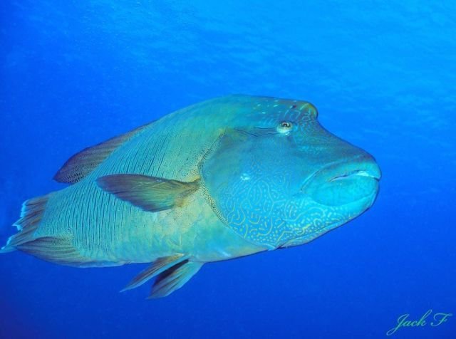 Napoleon Wrasse (ikan Napoleon)