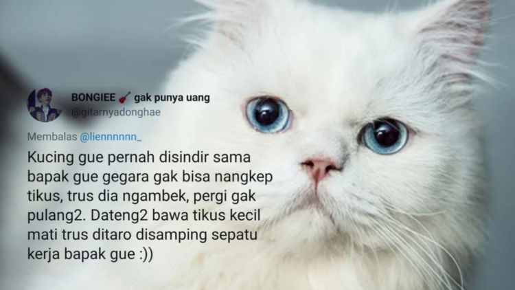 10 Kisah Kocak Kucing Unjuk Gigi Kepada Majikan. Selain Cute Maksimal, Mereka Nggak Suka Diremehkan