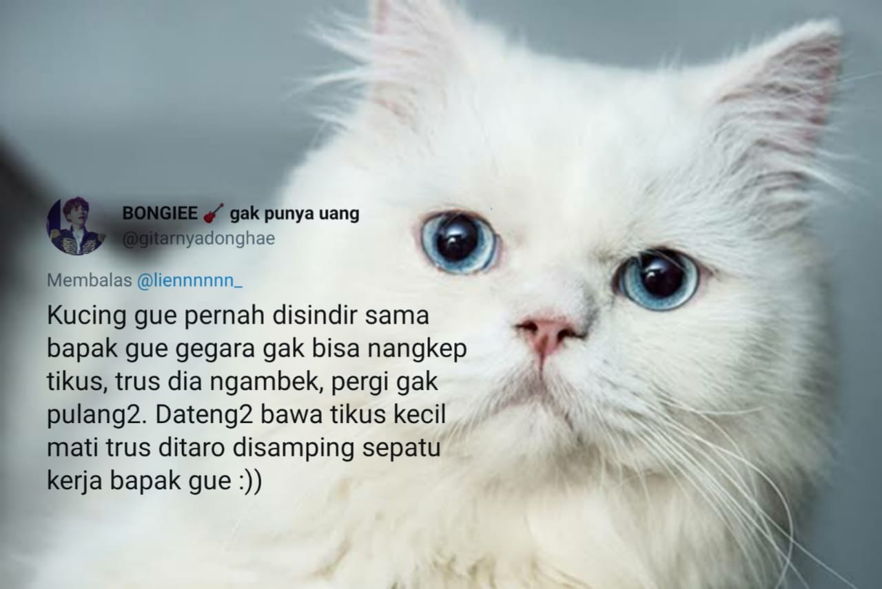 10 Kisah Kocak Kucing Unjuk Gigi Kepada Majikan. Selain Cute Maksimal, Mereka Nggak Suka Diremehkan