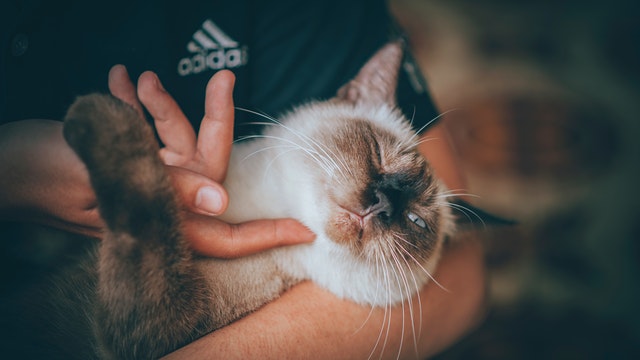 Jika Kamu Memelihara Kucing, Inilah Alasan Mengapa Kucing Kamu Perlu Divaksin