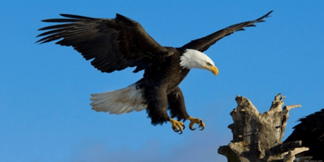 Burung Elang