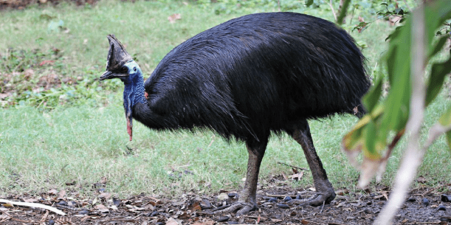 Burung Kasuari