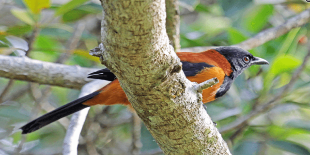 Burung Pitohui