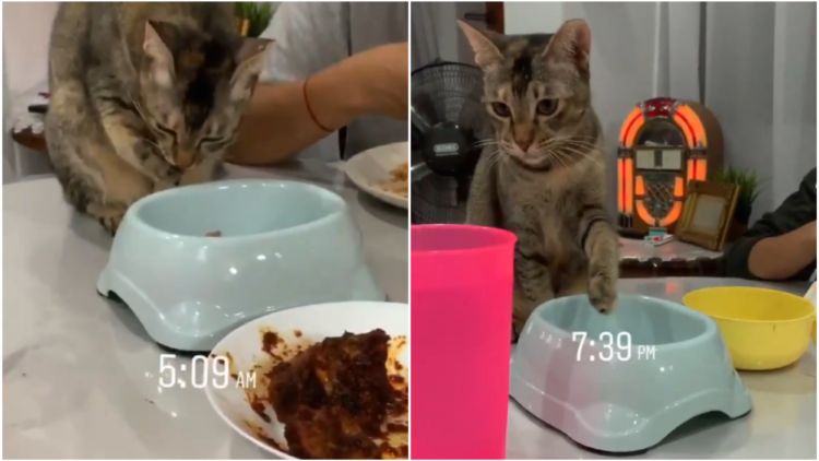 Ikut Sahur dan Buka Puasa, Kucing Lucu ini Mungkin yang Paling Rajin Ibadah dari Spesiesnya~