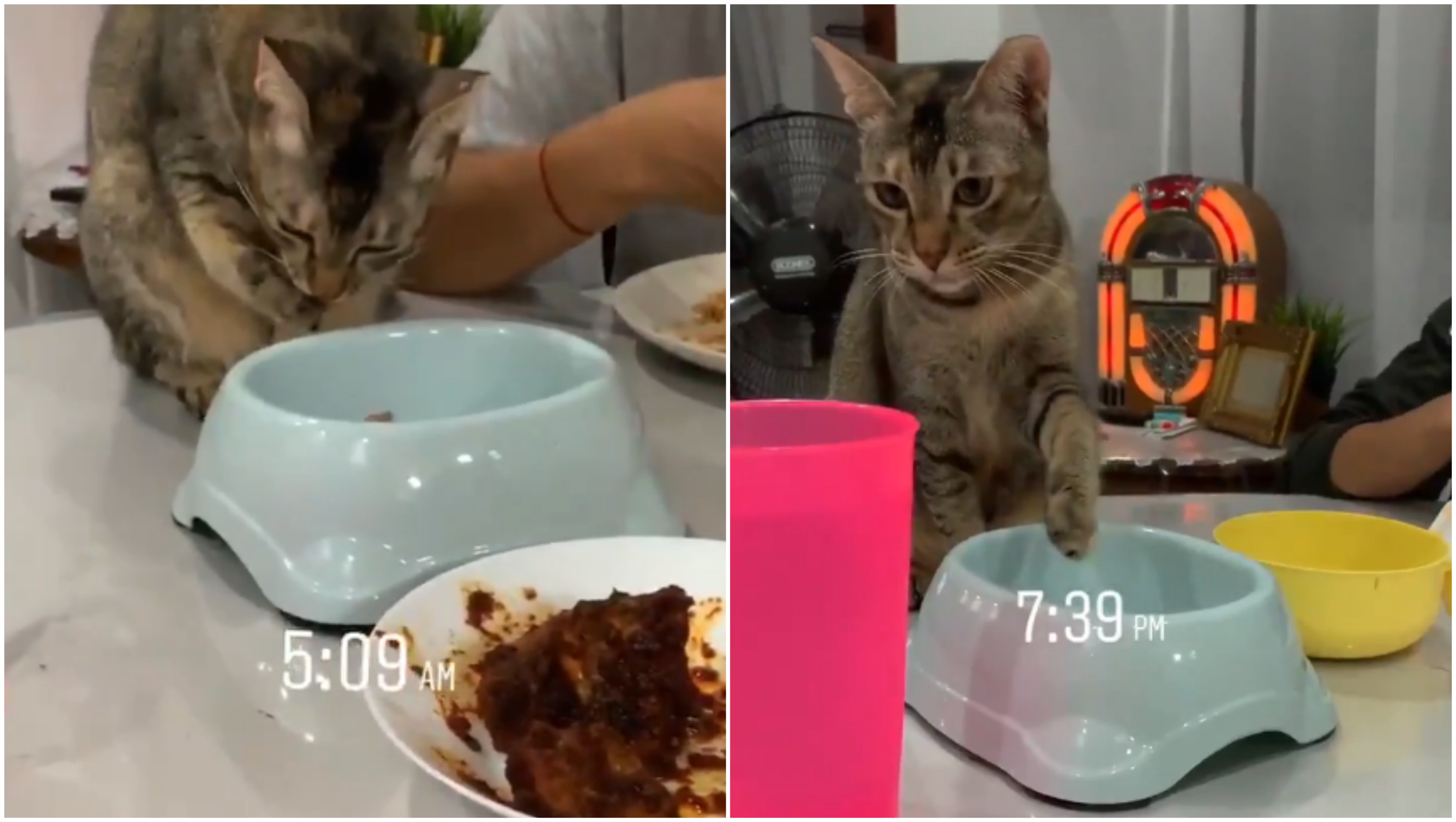 Ikut Sahur dan Buka Puasa, Kucing Lucu ini Mungkin yang Paling Rajin Ibadah dari Spesiesnya~