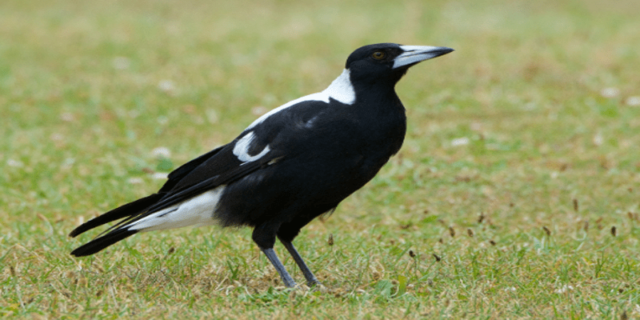 Burung Magpie Australia