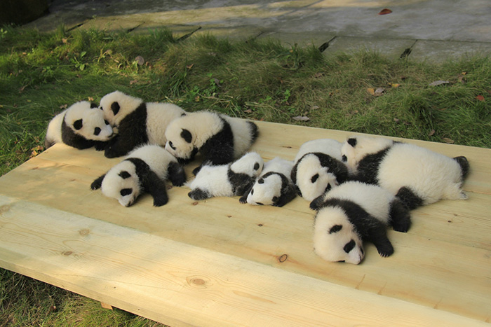 12 Kelucuan Panda di “Daycare” Khususnya ini Bikin Kamu Pengen Samperin Seharian ke Sana. Gemes!