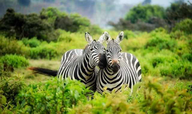 Zebra