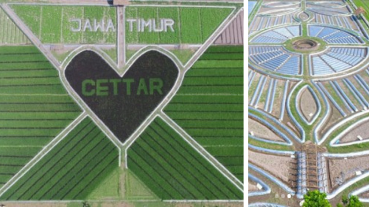 Heboh, Ada Penampakan Pola Crop Circle di Kediri. Keren, Hits dan Instagramable Nih!