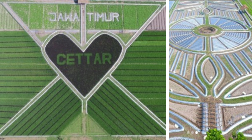 Heboh, Ada Penampakan Pola Crop Circle di Kediri. Keren, Hits dan Instagramable Nih!