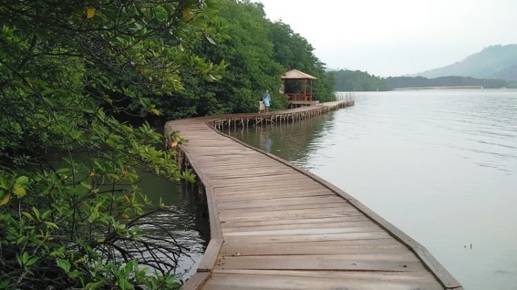 Adem Banget! Hutan Mangrove Ini Bisa Jadi Destinasi Wajib Saat Kamu Liburan Ke Lampung