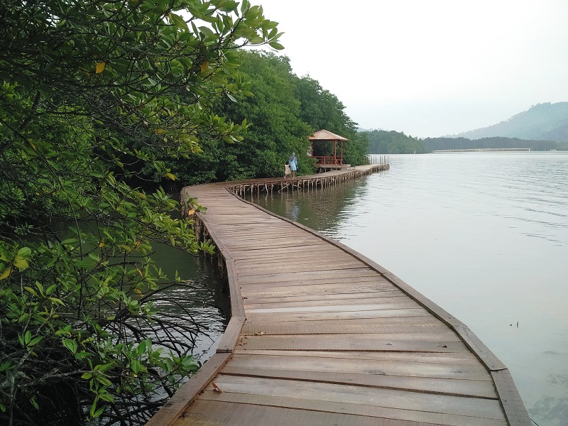 Adem Banget! Hutan Mangrove Ini Bisa Jadi Destinasi Wajib Saat Kamu Liburan Ke Lampung