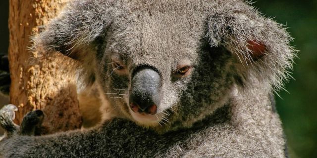 Koala 